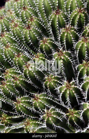 Nordafrika, Marokko, Kakteen, Euphorbiaceae, mittlere Nahaufnahme Stockfoto