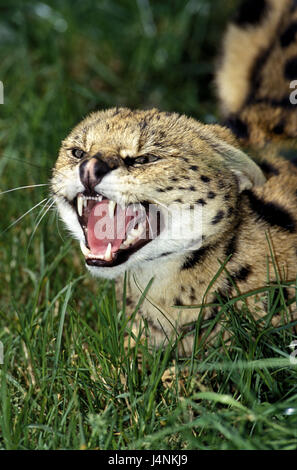 Serval Leptailurus Serval, Zischen, Stockfoto