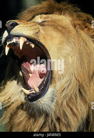 Afrikanischer Löwe, Panthera Leo, kleine Männer, brüllen, Portrait, Stockfoto