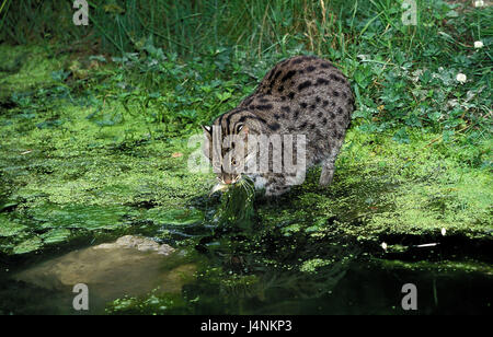 Fisch-Katze, Prionailurus Viverrinus, Fischfalle Stockfoto