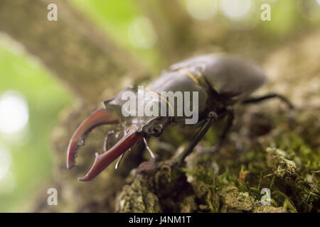 Hirschkäfer Lucanus Cervus, Männlein, Schweiz, Natur, Tiere, Tierwelt, Insekten, Käfer, Horn Blattkäfer, Schneider, Feuer Schneider, Imago, individuell, Männlich, Geweih, Mandibeln, schleichen, kriechen, selten, bedroht, bedroht, niemand, Rinde, Stockfoto