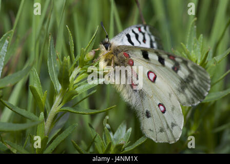 Wiese, hochrangige Alpen-Apollofalter, Parnassius Phoebus, Vorschau, Schweiz, Natur, Tiere, Tierwelt, Insekten, edle Schmetterlinge, Schmetterlinge, Schmetterling, Schmetterling, Apollo, Ritter Schmetterling, Apollofalter, Imago, weiss-schwarz, zu augenfällige Flecken, Pflanzen, Blumen, Nahrung suchen, selten, gefährdet, droht, niemand, Stockfoto