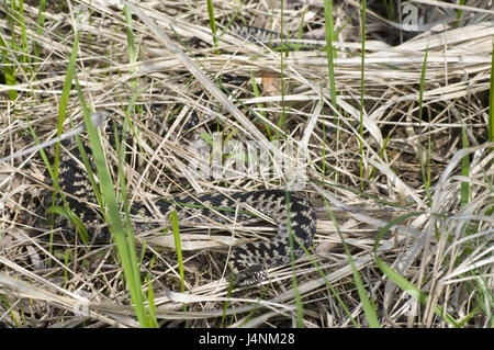 Wiese, gemeinsame Viper, Vipera Berus, kriechen, Deutschland, wilde Tiere, Tiere, Tierwelt, individuell, Erwachsene, Schuppenkriechtiere, individuell, Warteschlange, giftige Schlange, Reptilien, Viper, Vipern, ovovivipar, giftig, grau, Wind, kleiner Mann, Männlich, gefährdet, droht, Natur, gewellt, mittlere close-up, niemand, Stockfoto