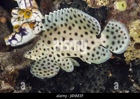 Paddel Barsch, Cromileptes Altivelis, Lembeh Strait, Nord Sulawesi, Indonesien, Stockfoto