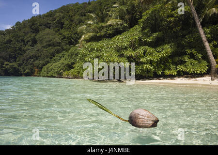 Palau, Rock Island, Lagune, Kokosnuss, Schwimmen, Strand, Meer, Stockfoto