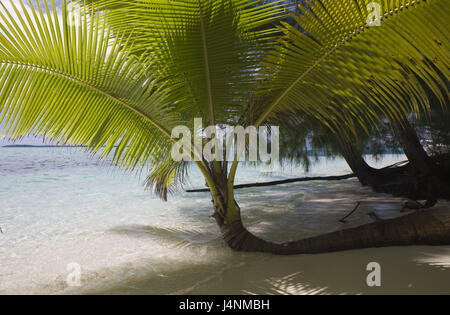 Palau, Rock Island, Palm Island, Strand, Meer, Detail, Stockfoto