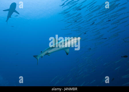 Unterwasser-Aufnahme, graue Riffhaie, Carcharhinus Amblyrhynchos, Fisch-Traum, Barrakudas, Stockfoto