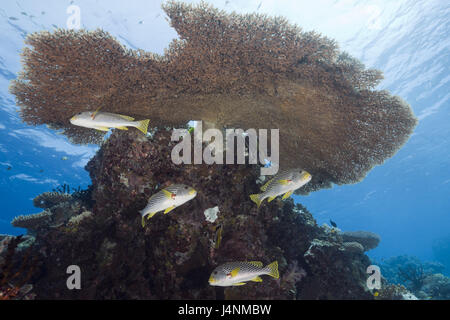 Unterwasser Aufnahme, Palau, Ulong Kanal, Diagonale Süßlippen, Plectorhinchus Lineatus, Tischkoralle, Acropora Hyacinthus, Stockfoto