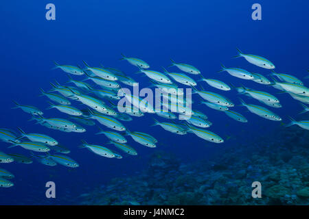 Unterwasser-Aufnahme, Fisch-Traum, gelbe Band Füsiliere, Caesio Caerulaurea, Stockfoto