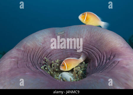 Unter Wasser aufnehmen, Halsband-Anemonenfisch Amphiprion Perideraion, Pracht-Anemone, Heteractis Magnifica, Stockfoto