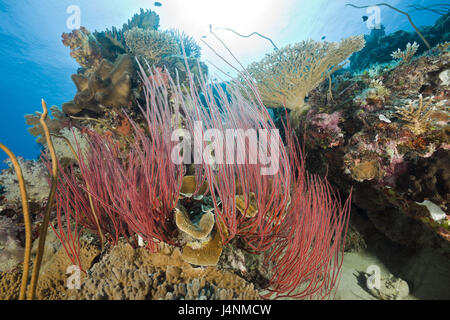 Unter Wasser aufnehmen, Palau, Ulong Kanal, Riff, Meer Peitschen, Junceella Fragilis, Strauch-Gorgonien, Ellisella Ceratophyta Stockfoto