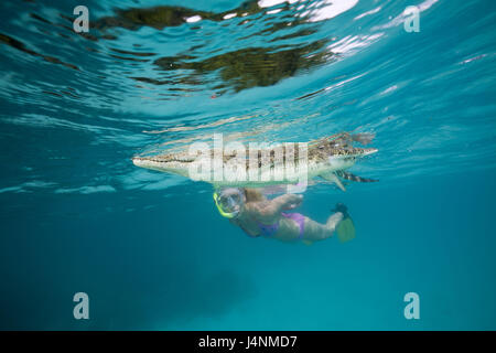 Unterwasser Aufnahme, Schnorchlerin, Salzwasser-Krokodil, Crocodylus Porosus, Stockfoto