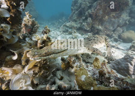 Unterwasser Aufnahme, Salzwasser-Krokodil, Crocodylus Porosus, Mund, offen, Stockfoto