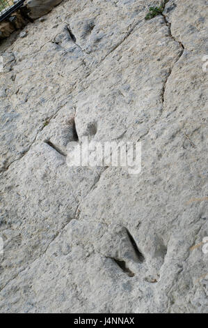 Spuren des theropode Dinosaurier. Valdecevillo Ort in der Nähe von ENCISO Dorf, La Rioja, Spanien. Stockfoto