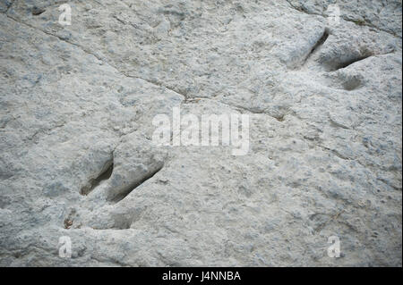 Spuren des theropode Dinosaurier. Valdecevillo Ort in der Nähe von ENCISO Dorf, La Rioja, Spanien. Stockfoto