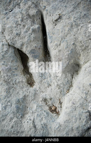 Spuren des theropode Dinosaurier. Valdecevillo Ort in der Nähe von ENCISO Dorf, La Rioja, Spanien. Stockfoto