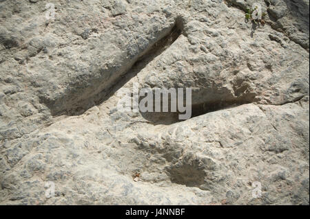 Spuren des theropode Dinosaurier. Valdecevillo Ort in der Nähe von ENCISO Dorf, La Rioja, Spanien. Stockfoto