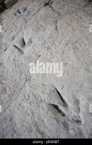 Spuren des theropode Dinosaurier. Valdecevillo Ort in der Nähe von ENCISO Dorf, La Rioja, Spanien. Stockfoto
