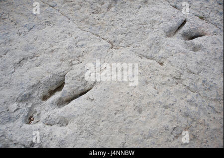 Spuren des theropode Dinosaurier. Valdecevillo Ort in der Nähe von ENCISO Dorf, La Rioja, Spanien. Stockfoto