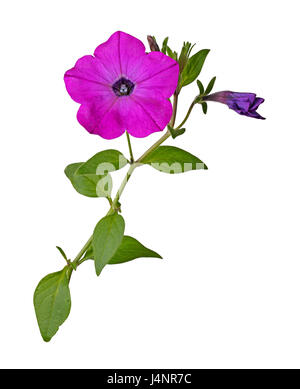 Einzelne Stängel mit einem hell-Magenta Blume und entwickelnde Keim Petunien (Petunia Hybrida) vor einem weißen Hintergrund isoliert Stockfoto