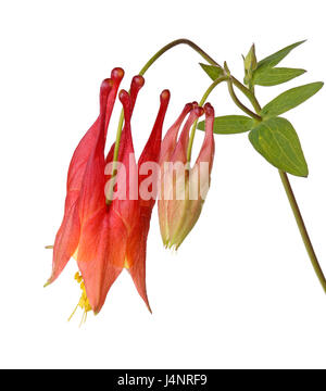 Stamm mit einer einzigen nickend rote und gelbe Blume von Wild (östliche rot oder kanadischen) Akelei (Aquilegia Canadensis) und entwickelnde Keim isolierende gegen Stockfoto