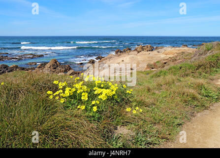 Zeitigen Frühjahr gelbe Blüten des entflohenen Unkraut Bermuda Buttercup (Oxalis Pes-Caprae) Asilomar State Beach auf der Monterey-Halbinsel im Pazifik Gro Stockfoto