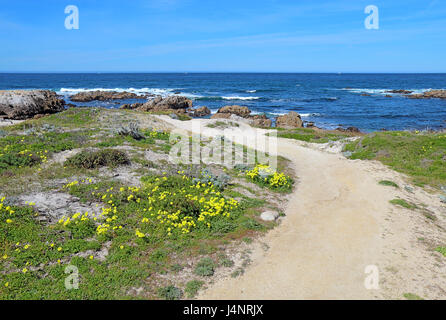 Gehweg entlang der Bluff mit Surf, Felsen und frühen Frühling Wildblumen in Asilomar State Beach Park auf der Monterey-Halbinsel Stockfoto