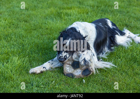 Die Hund der Rasse Cocker Spaniel nagt einen Fußball auf einem grünen Rasen, schwarz weiße Cocker Spaniel Stockfoto