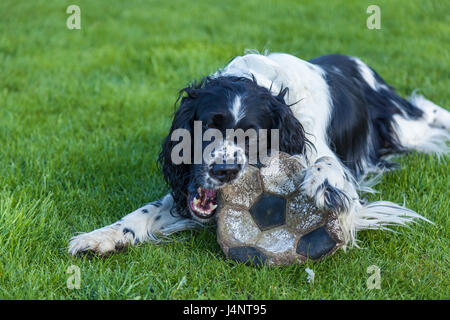 Die Hund der Rasse Cocker Spaniel nagt einen Fußball auf einem grünen Rasen, schwarz weiße Cocker Spaniel Stockfoto