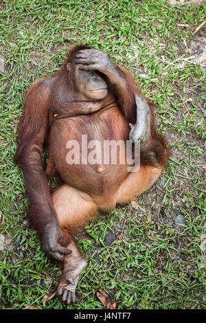 Bornean Orang-Utan Weibchen sitzen auf dem Rasen und einen ruhigen Moment im Matang Wildlife Center in Sarawak, Malaysia Borneo. Stockfoto