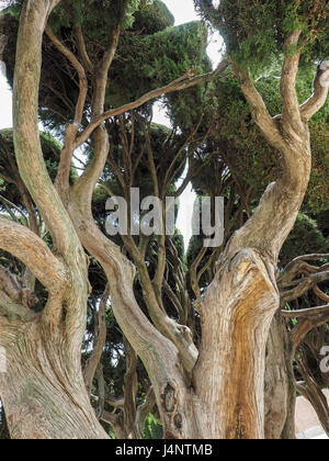 Eine Ansicht, die durch die kunstvollen Zypressen geformte Vordach knorrige Äste im Park "Parque del Retiro in Madrid, Spanien Stockfoto