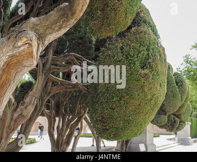 Eine Reihe von Seite verzierte Zypressen geformte Vordach knorrige Äste im Park "Parque del Retiro in Madrid, Spanien Stockfoto