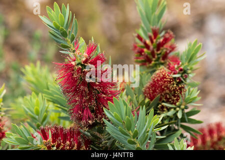 Eine Nahaufnahme einer Bottlebrush-Anlage zeigt die einzigartige zylindrische geformte Natur der Blume. Stockfoto