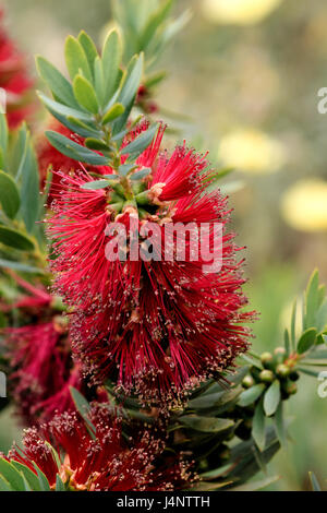 Eine Nahaufnahme einer Bottlebrush-Anlage zeigt die einzigartige zylindrische geformte Natur der Blume. Stockfoto