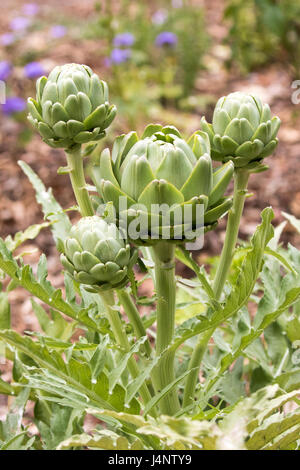 Ein Foto von einer Artischocke-Anlage. Man kann deutlich sehen, die Knospen fast bereit zu blühen. Stockfoto