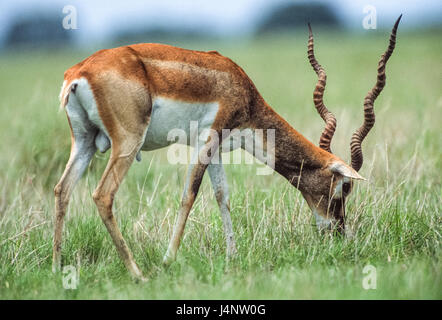 Indische Blackbuck, magische Cervicapra, Blackbuck Nationalpark, Velavadar, Gujarat, Indien Stockfoto