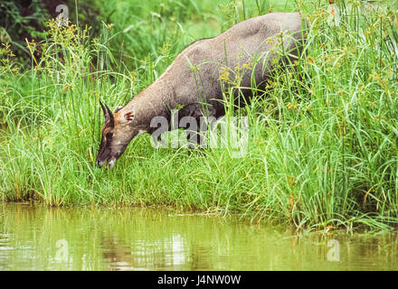 männliche Nilgai, Boselaphus Tragocamulus, Keoladeo Ghana Nationalpark, Bharatpur, Rajasthan, Indien Stockfoto