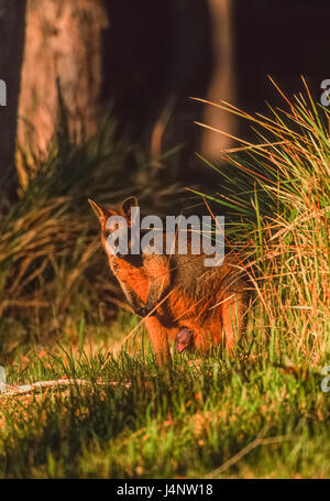 Swamp Wallaby, Wallabia bicolor, Byron Bay, New South Wales, Australien Stockfoto