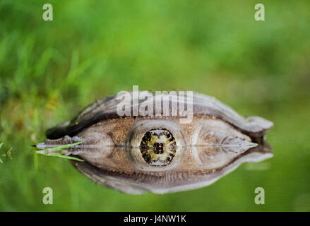 Indische Pfau softshell turtle, (Aspideretus hurum), Keoladeo Ghana National Park, Bharatpur, Rajasthan, Indien Stockfoto