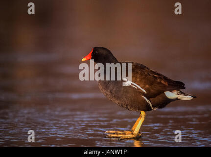 Teichhühner, Gallinula Chloropus, Regents Park, London, Vereinigtes Königreich Stockfoto