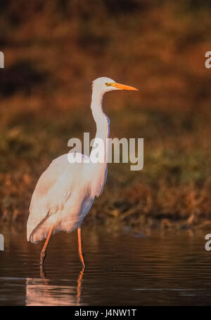 Silberreiher, Silberreiher, gemeinsame Silberreiher, große Reiher oder (in der alten Welt) großer weißer Reiher, Ardea Alba, Bharatpur Keoladeo Ghana Nationalpark Stockfoto