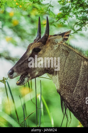 männliche Nilgai oder Blue Bull, Boselaphus Tragocamelus Keoladeo Ghana Nationalpark, Bharatpur, Rajasthan, Indien Stockfoto