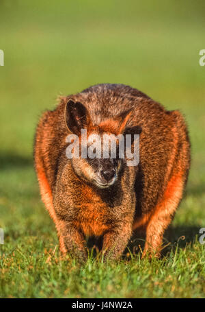 Swamp Wallaby, Wallabia bicolor, Byron Bay, New South Wales, Australien Stockfoto