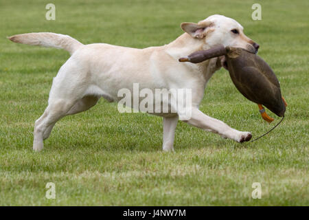 Labrador Retriever, Abrufen von einem Kautschuk Gans display Stockfoto