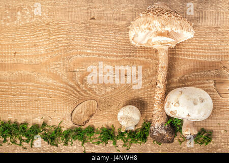 Wald Champignon Champignon und Sonnenschirm auf rustikalen hölzernen Hintergrund mit grünem Moos Stockfoto