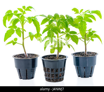 junger Sämling von frischen grünen Tomatenpflanzen im Blumentopf ist isoliert auf weißem Hintergrund, Nahaufnahme Stockfoto
