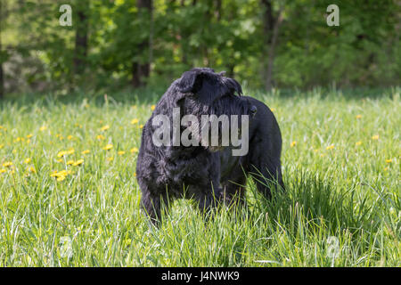 Riesige schwarze Schnauzer Hund steht an der blühenden Löwenzahn Wiese. Der Hund sucht auf der linken Seite. Horizontal. Stockfoto