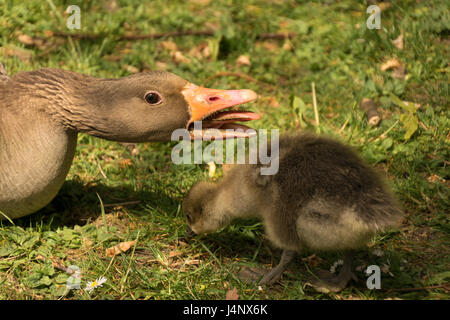 Graugänse im Washington Wetland Centre Stockfoto