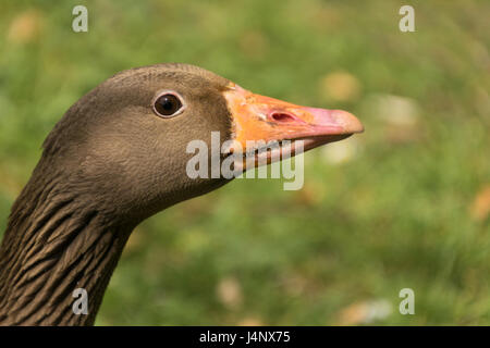 Graugänse im Washington Wetland Centre Stockfoto