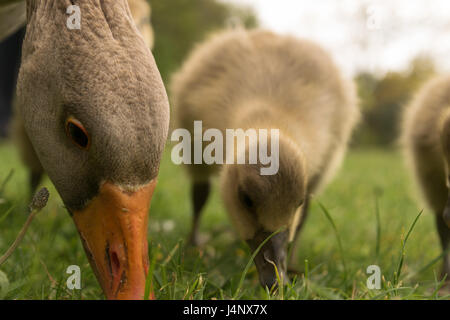 Graugänse im Washington Wetland Centre Stockfoto